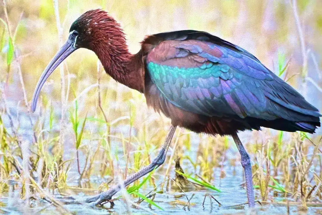 Afrika'dan Antalya'ya: 3 Günde 103 Kuş Türü Kaydedildi 5